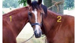 Optical Illusion: One Head, Two Horses – Can You Tell Which One It Belongs To?