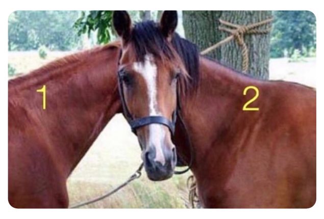 Optical Illusion: One Head, Two Horses – Can You Tell Which One It Belongs To?