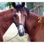 Optical Illusion: One Head, Two Horses – Can You Tell Which One It Belongs To?