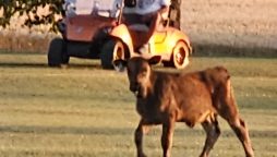Escaped Calf Adds a Twist to North Dakota Golf Day