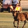 Escaped Calf Adds a Twist to North Dakota Golf Day