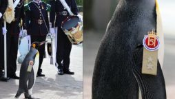 Sir Nils Olav III: The Highest-Ranking Penguin in the World
