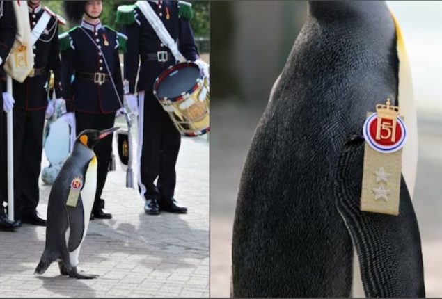 Sir Nils Olav III: The Highest-Ranking Penguin in the World