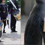 Sir Nils Olav III: The Highest-Ranking Penguin in the World