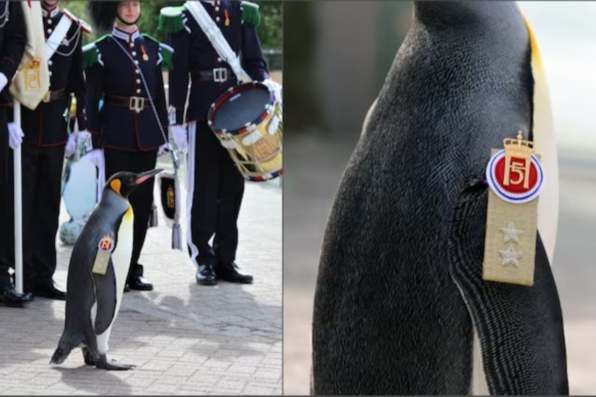 Sir Nils Olav III: The Highest-Ranking Penguin in the World