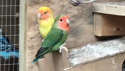 Colorful Lovebirds Take Over English Town After Aviary Escape