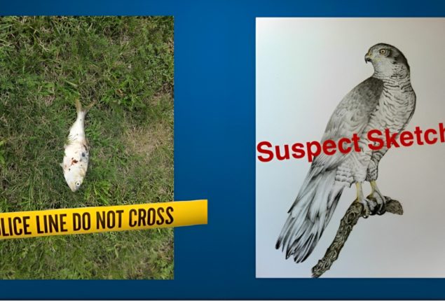Unusual Power Outage in New Jersey Caused by Falling Fish
