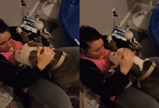 Puppies