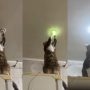 Adorable Kitty ‘Fixes’ Bulb in Heartwarming Video