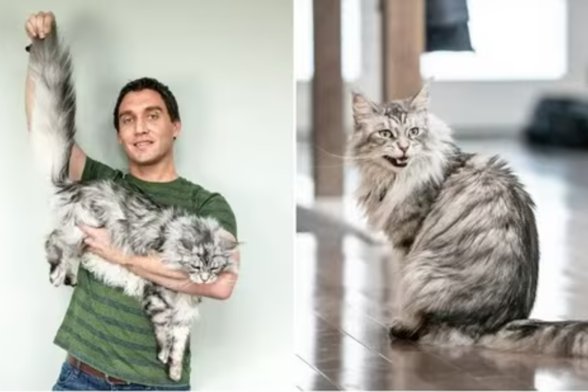 Meet Altair, the feline with the longest tail in the world