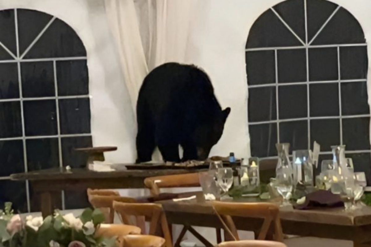 Uninvited Guest: Bear Crashes Wedding Reception Makes Off with Dessert