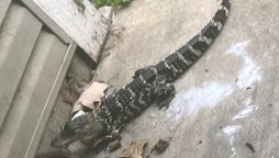 Loose Alligator Spotted Outside Michigan Apartment Building