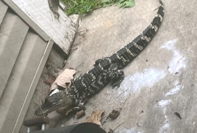 Loose Alligator Spotted Outside Michigan Apartment Building