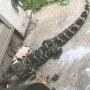 Loose Alligator Spotted Outside Michigan Apartment Building