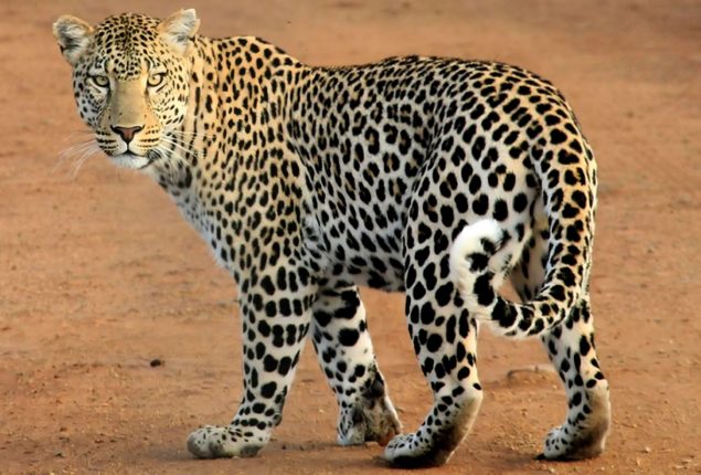 Leopard