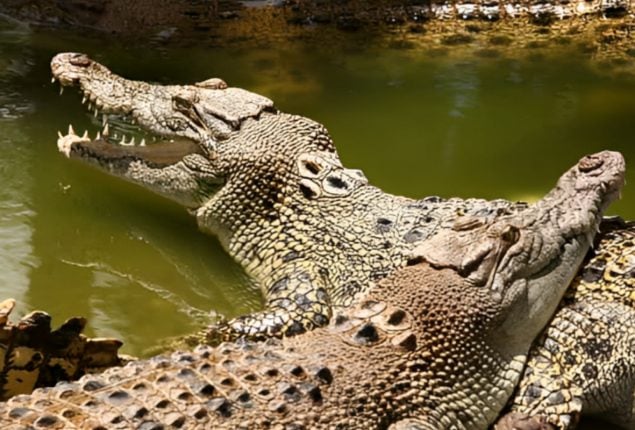 Crocodiles