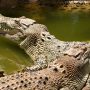 Terrifying Video: Boat Passes Hundreds of Crocodiles