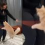 Jump-Roping Cat Sets Guinness World Record