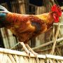 Boy Sacrifices Pet Rooster for Uncle’s Freedom