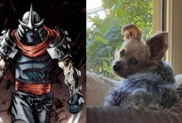 Heartbroken Ethan Klein Mourns Death of Dog Shredder