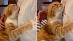 ‘Life goals’: Cat shows love for human in heartwarming photo