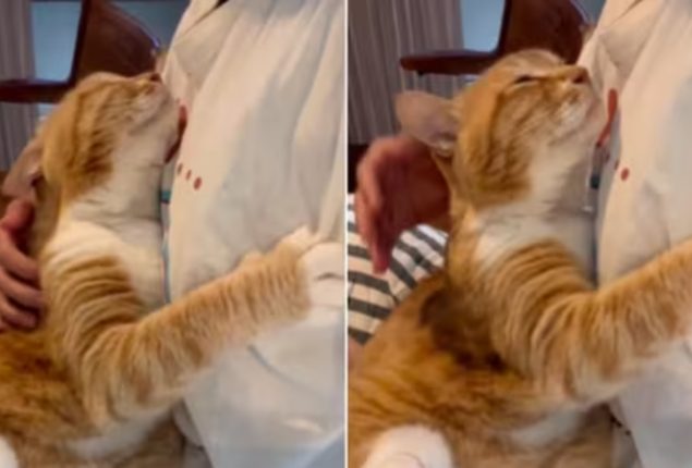 ‘Life goals’: Cat shows love for human in heartwarming photo