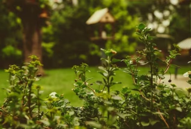Ex-Homeowner's Ridiculous Demand for Garden Back Goes Viral