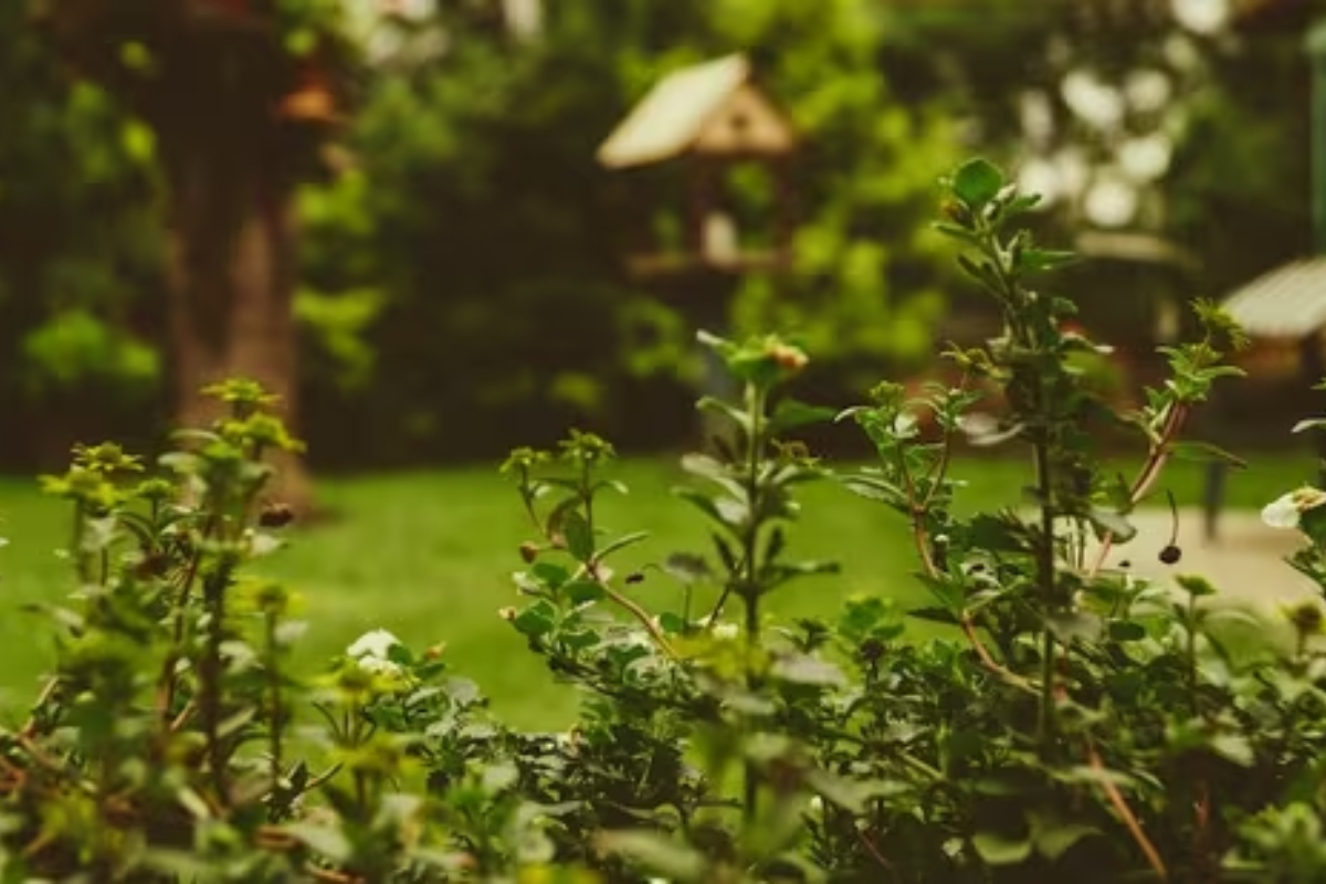 Ex-Homeowner's Ridiculous Demand for Garden Back Goes Viral