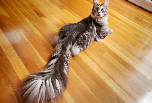 Cat Sets Guinness World Record with 16-Inch Tail