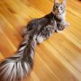 Cat Sets Guinness World Record with 16-Inch Tail