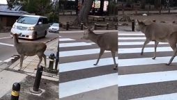 Viral Video: Deer Crosses Road Using Zebra Crossing in Japan