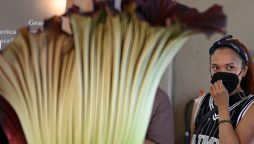 Rare Corpse Flower’s Stench Fills California Urban Area
