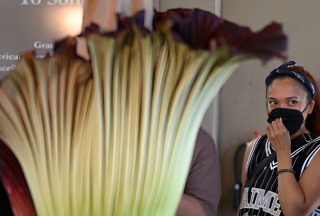Rare Corpse Flower’s Stench Fills California Urban Area