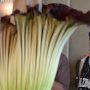 Rare Corpse Flower’s Stench Fills California Urban Area