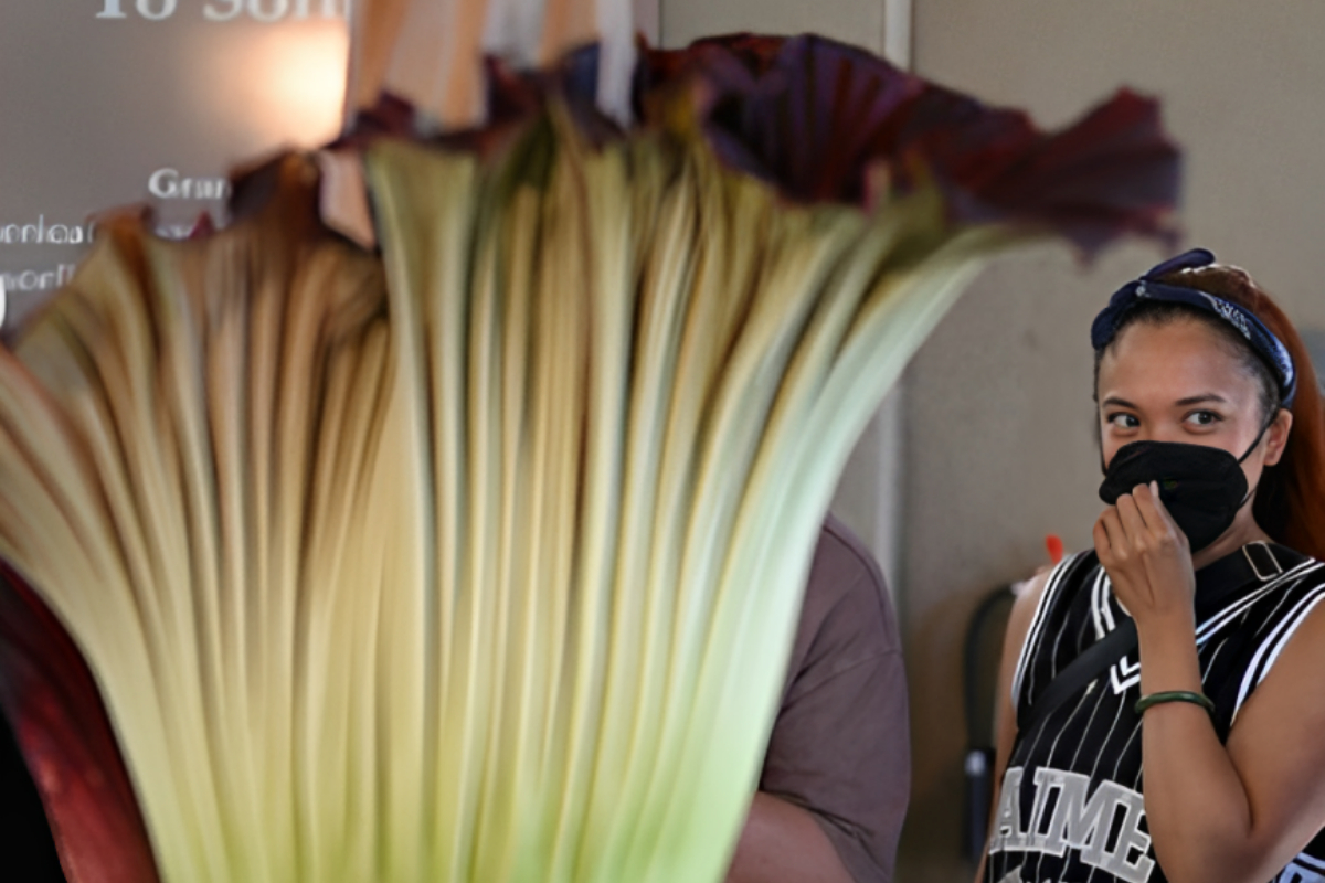 Corpse Flower