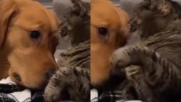 Viral Video: Cat Rejects Dog’s Friendship Attempt