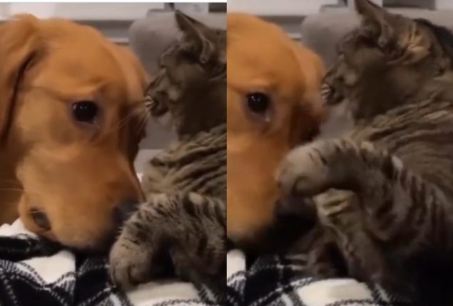 Cat Rejects Dog