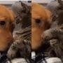 Viral Video: Cat Rejects Dog’s Friendship Attempt