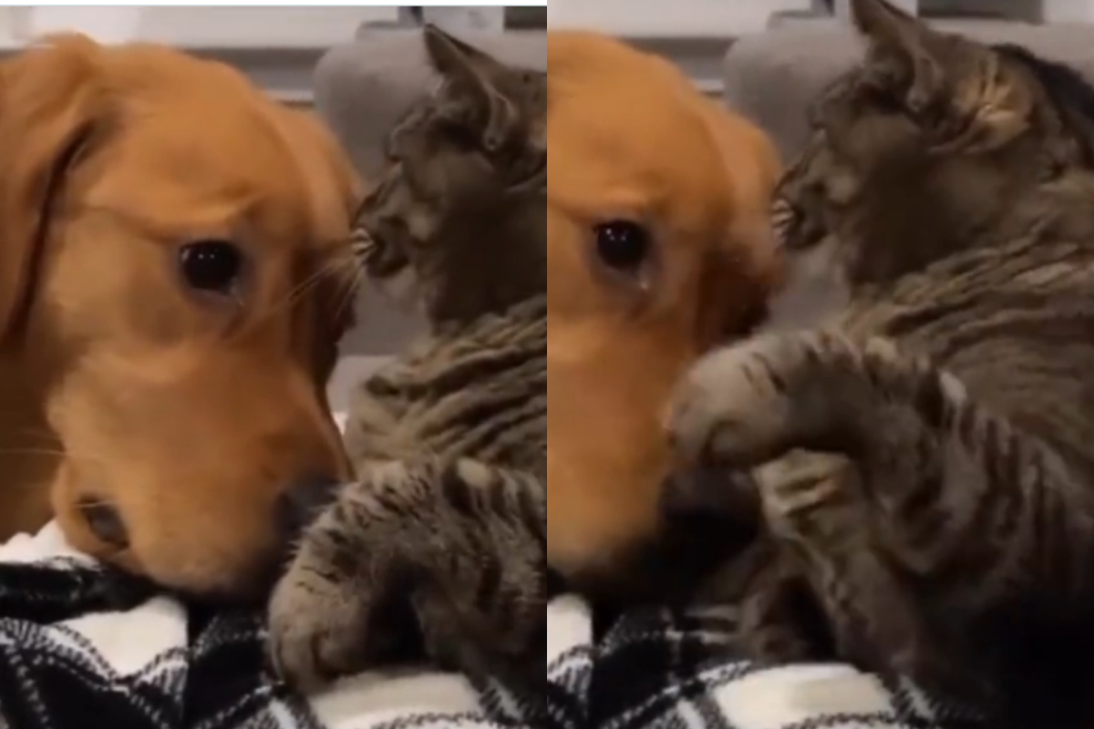Cat Rejects Dog