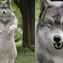 Japanese Man Spends ₹20 Lakh to Transform into Wolf
