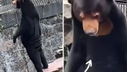 Chinese Zoo Denies Bears as Humans in Costume