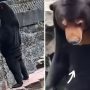 Chinese Zoo Denies Bears as Humans in Costume
