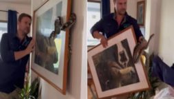 Man Rescues Snake Hiding Behind Picture Frame in Australia