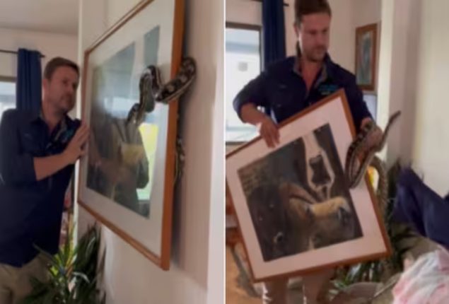 Man Rescues Snake Hiding Behind Picture Frame in Australia