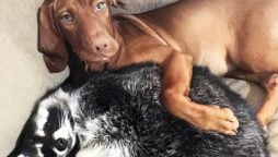 Raccoon Chases Dog Inside House, Trapped in Bathroom
