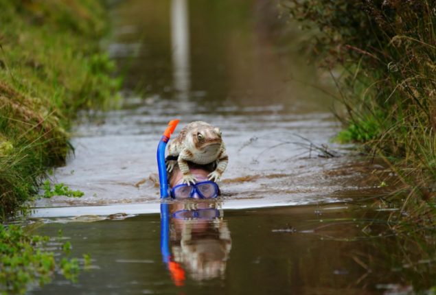 Bog Snorkeling