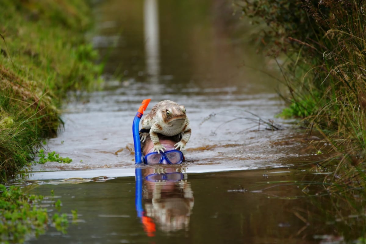 Bog Snorkeling