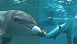 Dolphins