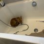 Viral: Scotland Resident Discovers Fox in Bathtub