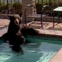 Bear Spotted Relaxing in Jacuzzi Amid Heatwave